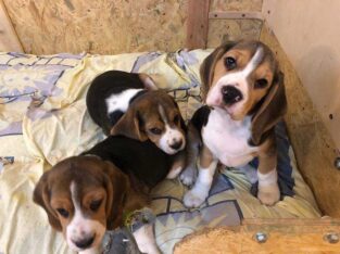 Beagle tricolori la 2 luni