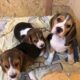 Beagle tricolori la 2 luni