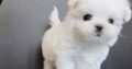 Bichon Maltese Mini Toy rasa pura/alb imaculat deosebiti