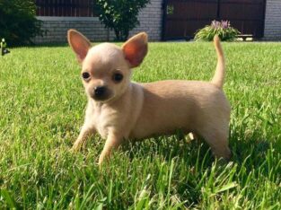Chihuahua de culoare bej maroniu, masculi