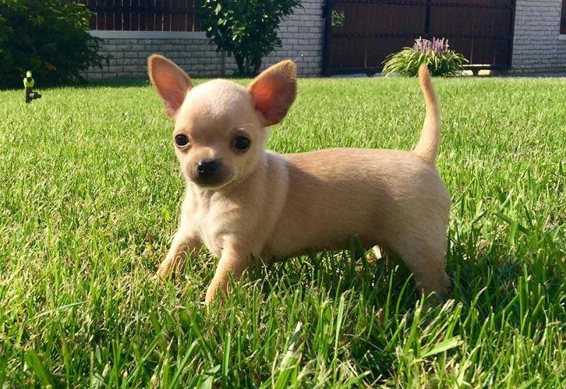 Chihuahua de culoare bej maroniu, masculi