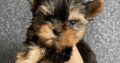 Pui Yorkshire Terrier