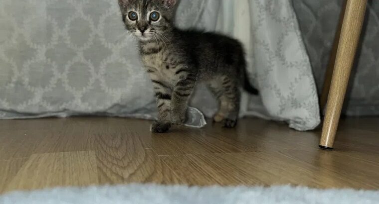 Târgu Mureș- Adoptie pisicuta