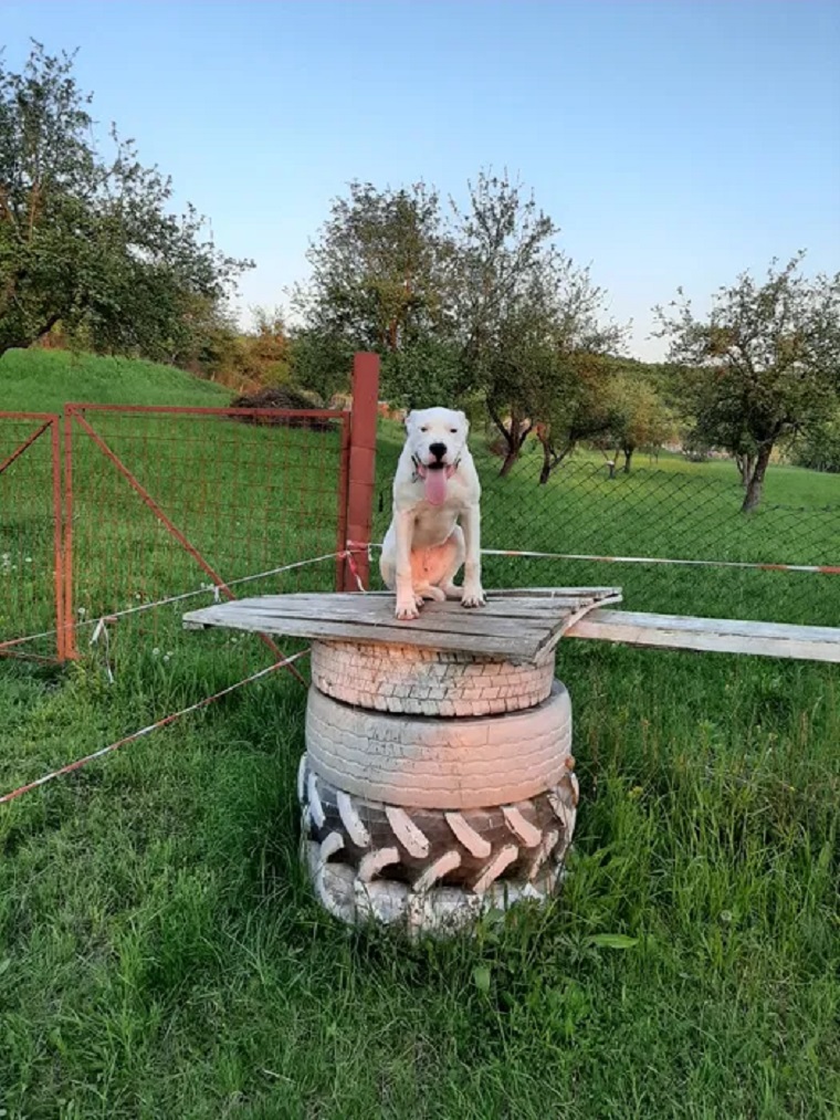 Bistrița- Vând dog argentinian 3 460 lei