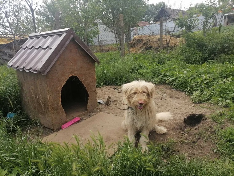 Târgu Mureș- Donez câine ciobănesc