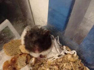 Târgu Mureș- Donez femelă hamster pitic